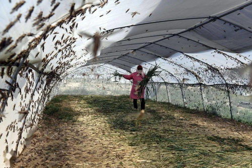 山東樂陵 螞蚱養殖助脫貧，畜牧漁業飼料銷售創新篇