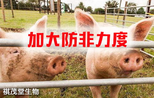 筑牢生物安全屏障 抓實關鍵措施，防控重大疫病，保障畜牧漁業飼料銷售穩定